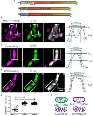 Development and Application of Sub-Mitochondrial Targeted Ca2 + Biosensors